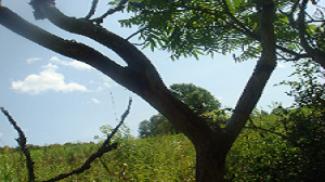 SUMAC TREE AT FIELD EDGE